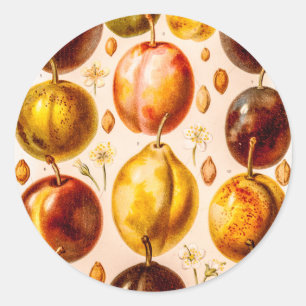 Adesivo Redondo Ilustração antiga da fruta da ameixa das ameixas
