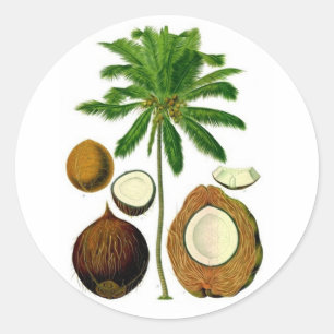 Adesivo Redondo Ilustração Botânica de Árvore de Coco