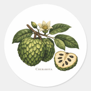 Adesivo Redondo Ilustração Botânica do Ramo de Fruta Cherimoya