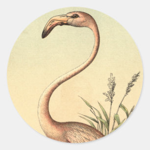 Adesivo Redondo Ilustração cor-de-rosa do flamingo do vintage