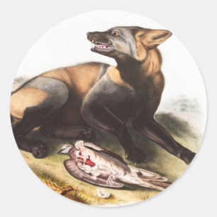 Adesivo Redondo Ilustração da Cruz Fox Americana (Canis vulpes)