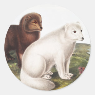 Adesivo Redondo Ilustração da Raposa Árctica (Vulpes lagopus)