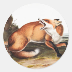 Adesivo Redondo Ilustração da Raposa Vermelha Americana (Vulpes Fu
