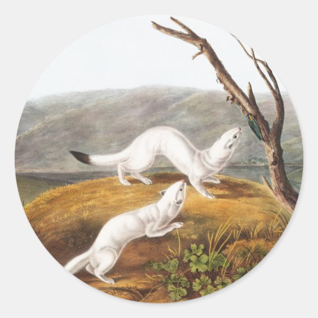 Adesivo Redondo Ilustração de Little Nimble Weasel Putorius agilis (Frente)