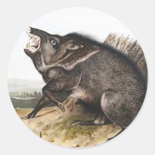 Adesivo Redondo Ilustração de Peccary Dycoteles torquatus