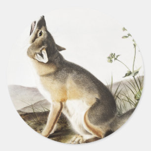 Adesivo Redondo Ilustração de Raposa Swift (Vulpes velox)