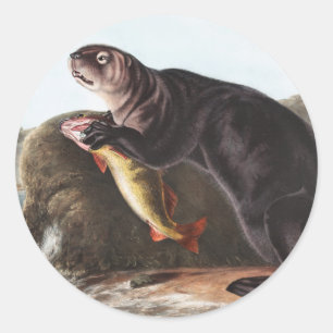 Adesivo Redondo Ilustração de Sea Otter (Enhydra marina)