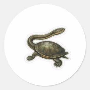 Adesivo Redondo Ilustração de Tartaruga de Pescoço de Cobra - Aquá