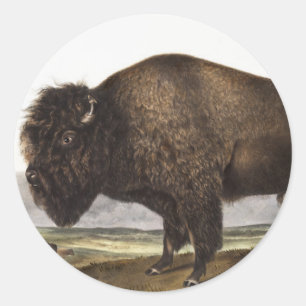 Adesivo Redondo Ilustração do American Bison (Bos Americanus)