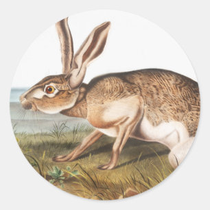 Adesivo Redondo Ilustração do Coelho da Lepus Texianus