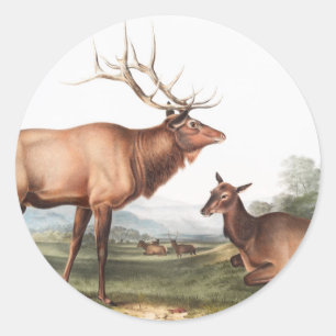 Adesivo Redondo Ilustração do Elk Americano (Cervus Canadensis)