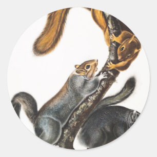 Adesivo Redondo Ilustração do Esquilo Gato (Sciurus cinereus)