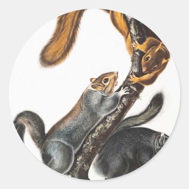 Adesivo Redondo Ilustração do Esquilo Gato (Sciurus cinereus) (Frente)