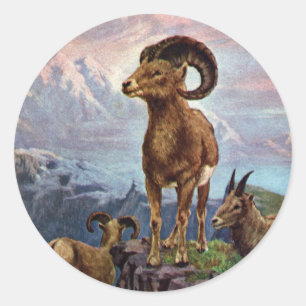 Adesivo Redondo Ilustração do vintage dos carneiros de Bighorn