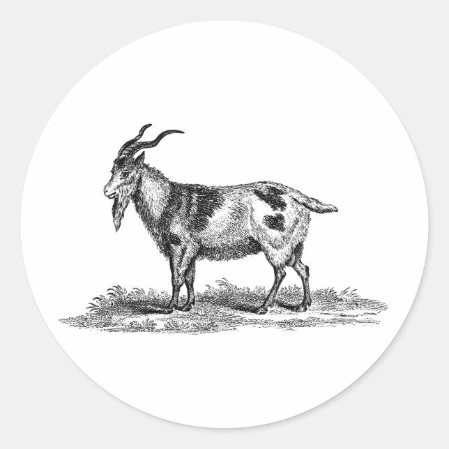 Adesivo Redondo Ilustração doméstica de carne de porco - Caprinos  (Frente)