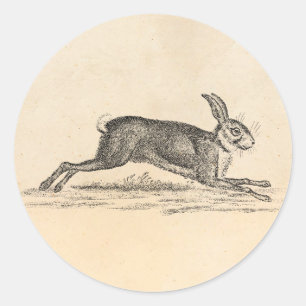 Adesivo Redondo Ilustração dos 1800s do coelho de coelho da lebr