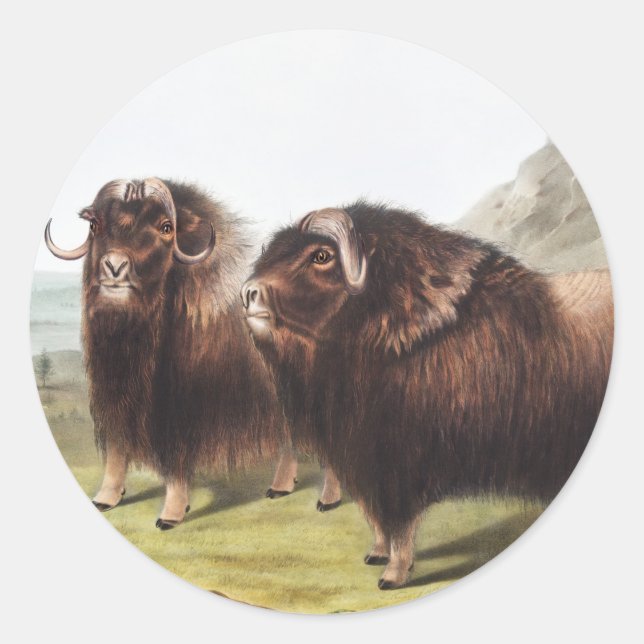 Adesivo Redondo Ilustração Musk Ox (Ovibos moschatus) (Frente)