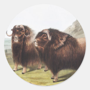 Adesivo Redondo Ilustração Musk Ox (Ovibos moschatus)