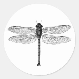 Adesivo Redondo Ilustração preto e branco da libélula do vintage