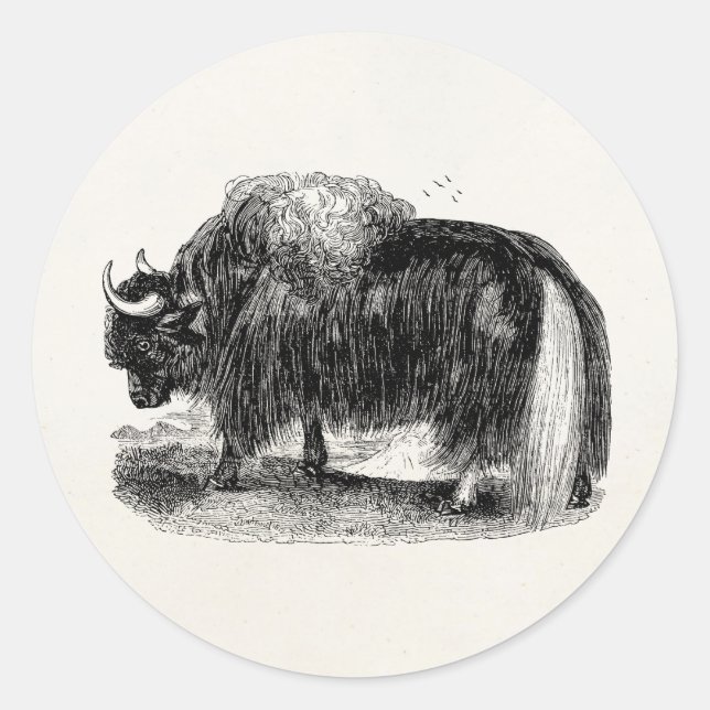 Adesivo Redondo Ilustração retro do animal dos iaques dos iaques (Frente)