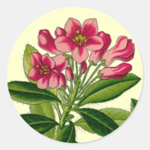 Adesivo Redondo Ilustração rosa de rododendron