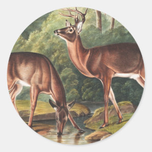 Adesivo Redondo Ilustração Virginiana Deer (Cervus Virginianus)