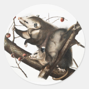 Adesivo Redondo Ilustração Virginiana Ogambm Didelphis Virginia