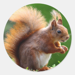 Adesivo Redondo Imagem de Esquilo Bonito