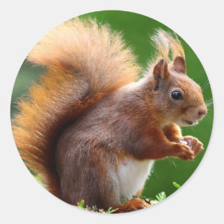 Adesivo Redondo Imagem de Esquilo Bonito