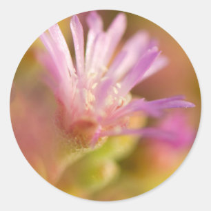 Adesivo Redondo Imagem Difusa De Uma Flor Suculenta Colorida