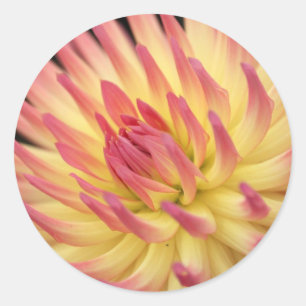 Adesivo Redondo Impressão cor-de-rosa e amarelo da dália
