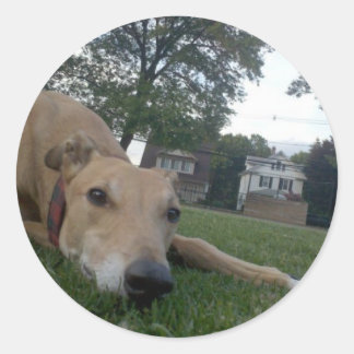 Adesivo Redondo indefinido