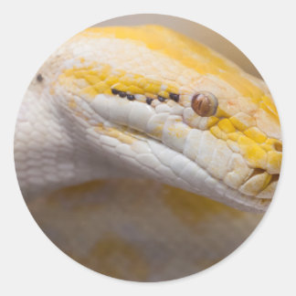 Adesivo Redondo Indian Albino Python Ho Chi Minh City Zoo, Vietnam