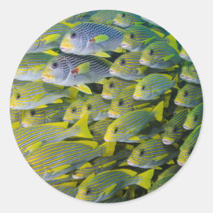 Adesivo Redondo Indonésia. Peixes em Cardume