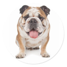 Inglês Buldogue Puppy Dog Sticker / Selo