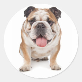Adesivo Redondo Inglês Buldogue Puppy Dog Sticker / Selo