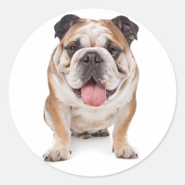 Adesivo Redondo Inglês Buldogue Puppy Dog Sticker / Selo (Frente)