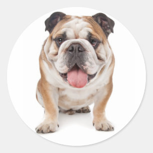 Adesivo Redondo Inglês Buldogue Puppy Dog Sticker / Selo