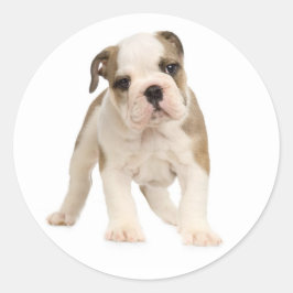 Adesivo Redondo Inglês Buldogue Puppy Dog Sticker / Selo