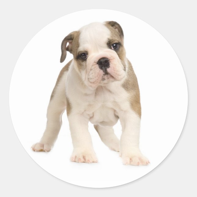 Adesivo Redondo Inglês Buldogue Puppy Dog Sticker / Selo (Frente)