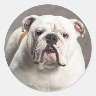 Adesivo Redondo Inglês Bulldog Puppy Dog Love Sticker / Selo