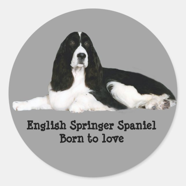Adesivo Redondo Inglês Springer Spaniel (Frente)