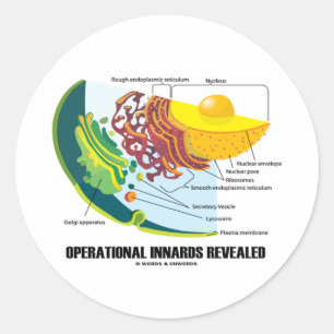 Adesivo Redondo Innards operacional revelado (biologia celular)