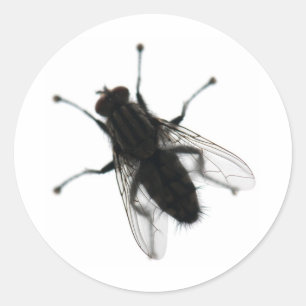 Adesivo Redondo Inseto da mosca