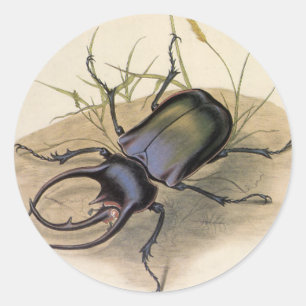 Adesivo Redondo Insetos do vintage e insetos, besouro de