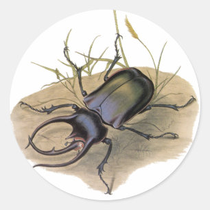 Adesivo Redondo Insetos e Insetos da Vintage, Besouro Rinoceronte