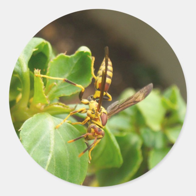 Adesivo Redondo Insetos Stickers 01 (Frente)