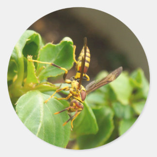 Adesivo Redondo Insetos Stickers 01