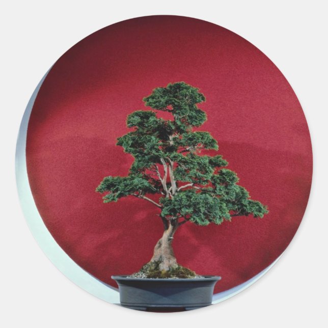 Adesivo Redondo Inspiring Bonsai tree (Frente)