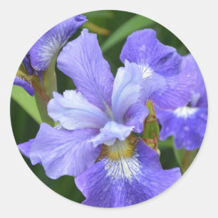 Adesivo Redondo Iris roxa